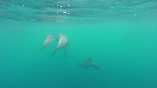Chasing Bottlenose Dolphins who is swimming in front of the speed boat.
