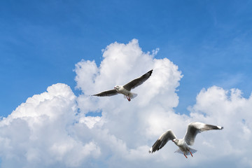 several seagulls flying in a cloudy sky