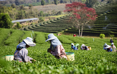 Tea Collection Tea Plantation Keep the focus on the tea leaves Blur the foreground and background .