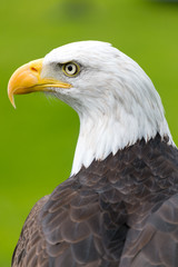 Bald eagle portrait