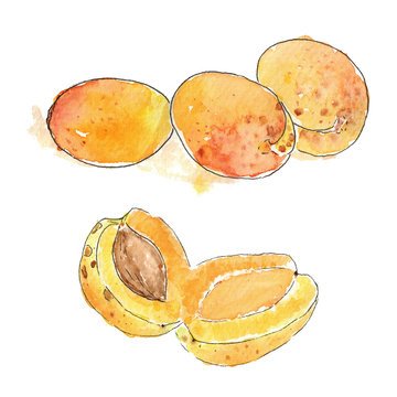 Sketch Watercolor apricot isolated
