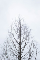 Fototapeta na wymiar tree without leaf