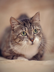 Fototapeta premium Portrait of a gray striped cat with green eyes.