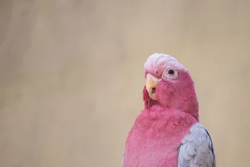 Gordijnen Beautiful pink parrot © frizzyfoto