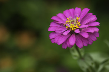 Zinnia flower