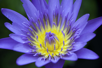 violet lotus flower
