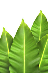 Leaf on white Background