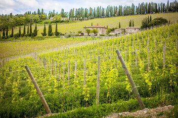 włochy toskania widok panorama winorośle