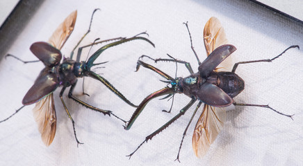 rare beetle Chilean stags Grant or Darwin's beetle (Chiasognathu