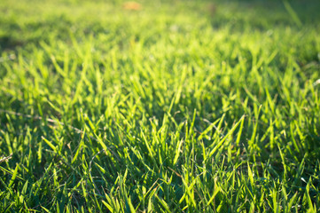 Green grass
