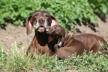 Beautiful German Shorthaired Pointer with puppies