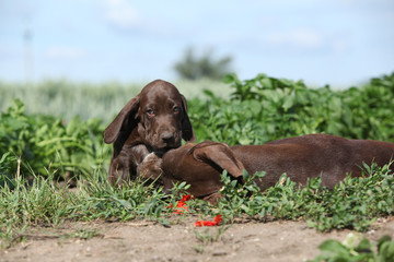 Amazing bitch playing with its puppies
