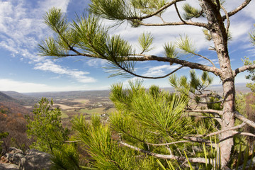 Obraz premium Appalachian Mountain Pine