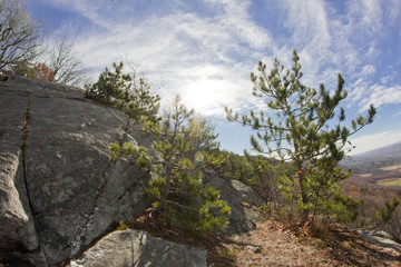 Appalachian Mountain Pine