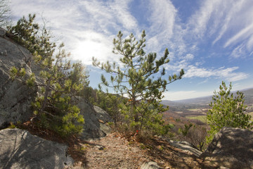 Appalachian Mountain Pine