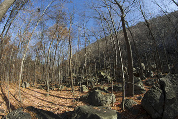 Autumn Woods Mountains