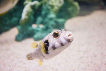 puffer © photonewman