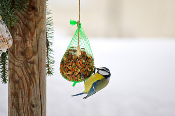 Obraz premium The Eurasian Blue Tit bird (Parus Caeruleus, Blaumeise) perching on a meshed bag full of nut with snow covering during the Winter in Europe