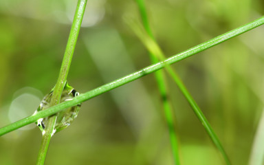 Droplet Green Wonder