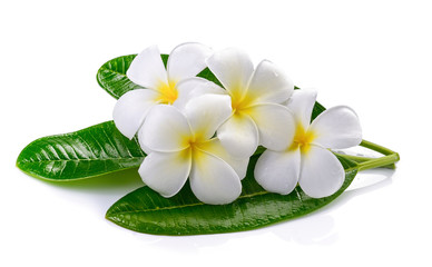 fleur de frangipanier isolé fond blanc