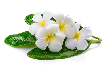 Poster Fleurs fleur de frangipanier isolé fond blanc