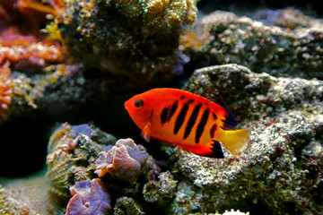 Fototapeta na wymiar Bellezza dei coralli fiammeggiante (Centropyge loriculus)