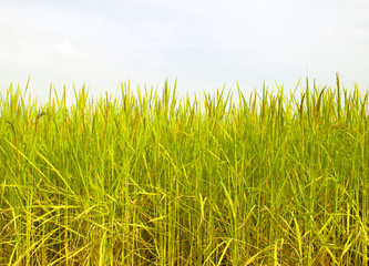 rice field