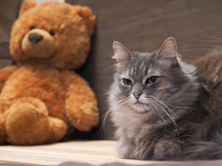 Кот в детской комнате. Портрет серого кота с зелеными глазами на фоне детской мягкой игрушки, медведя