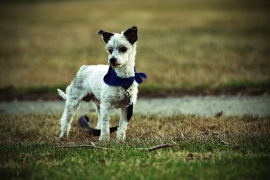 chien
