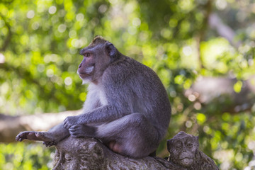 Long-tailed macaques (Macaca fascicularis) in Sacred Monkey Fore