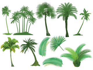 Palmen Bäume