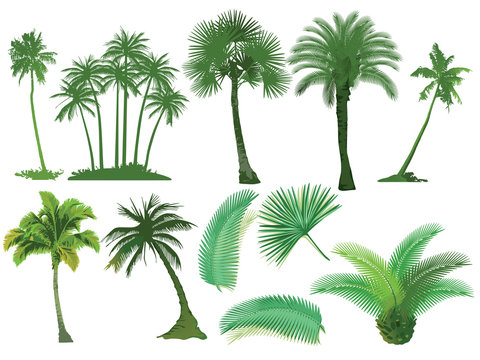 Palmen Bäume