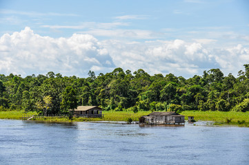 Flooded forest on the Amazon River, Brazil
