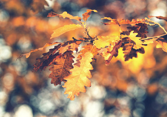 Oak leaves in autumn