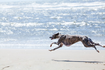 Windhund am Strand