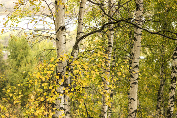 Fototapeta premium Autumn birch grove
