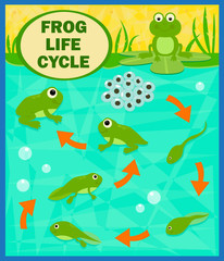 Frog Life Cycle - Cartoon diagram of the frog life cycle. Eps10