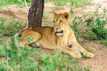 Naklejka na ściany i meble Resting lion in Tarangire Park, Tanzania