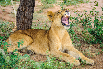 Hungry lion in Tarangire Park, Tanzania