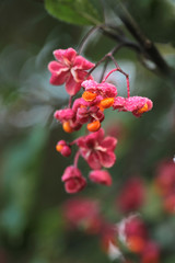 Frost on Euonymus europaeus, known as spindle, and also as European spindle and common spindle