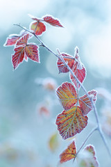 The frost on the leaves. - shallow DOF 