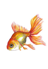 Золотая рыбка на белом фоне.Иллюстрация. - 95642414