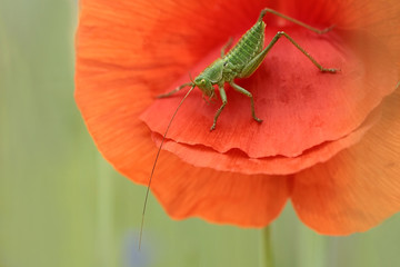Meadow Grasshopper