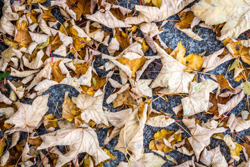 Autumn leaves in the street