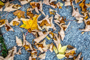 Autumn leaves in the street