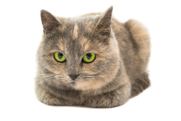Close-up portrait of mixed breed cat isolated