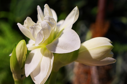 Wei&szlig;e Blume