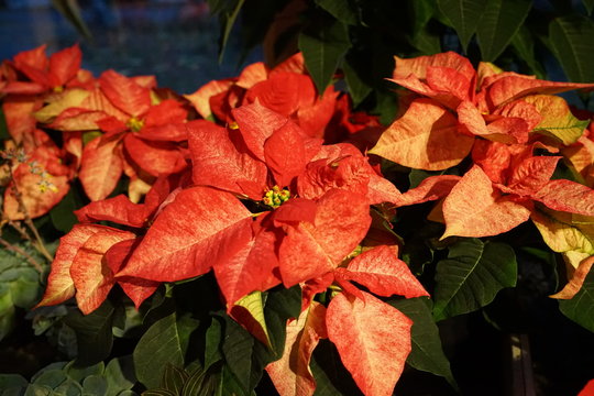 Weihnachtsstern