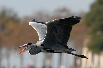 Aggressive heron in flight