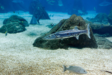 Detailed aquarium barracuda